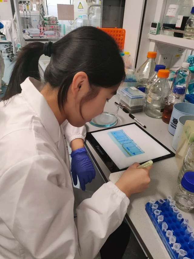 新型溶菌酶的筛选与工程化用于痤疮丙酸杆菌的靶向清除 图像 1